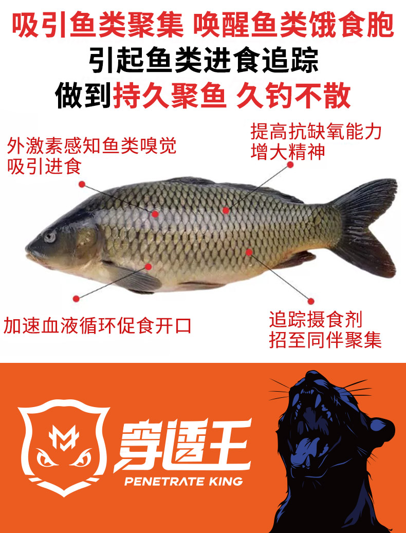 新鯽透2號_05.jpg