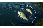 想在夏季野釣鯽魚大豐收？不看這些技巧就虧