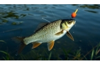 夏季野釣鯽魚技巧大揭秘，你知道幾個(gè)？